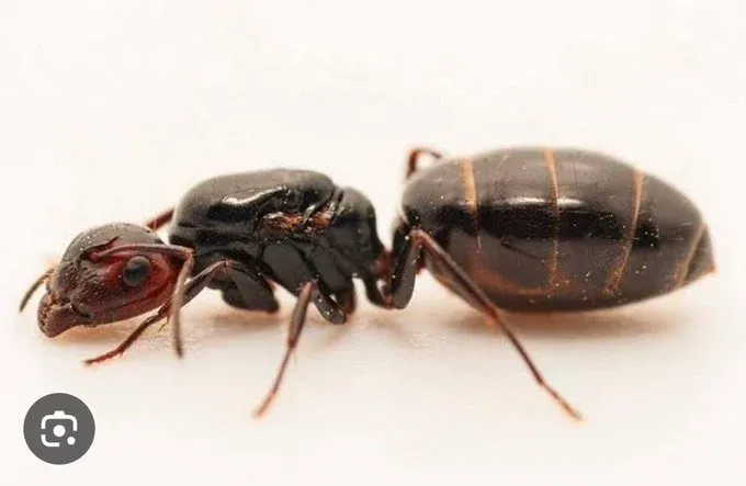 queen ants kenya — GB news