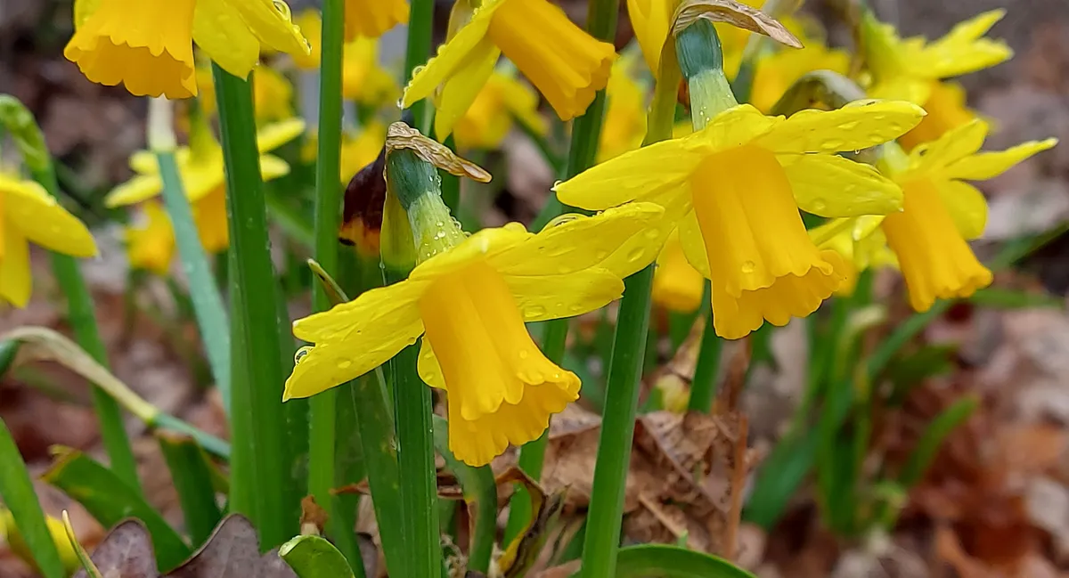 st. david's day — GB news