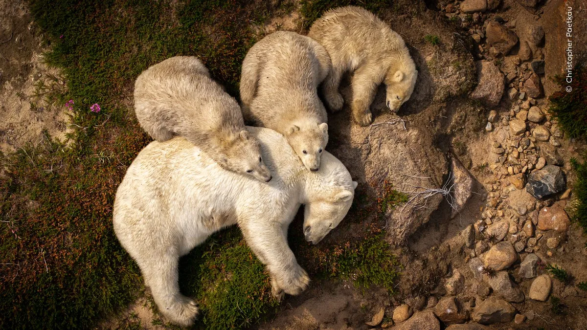 wildlife photographer of the year — GB news