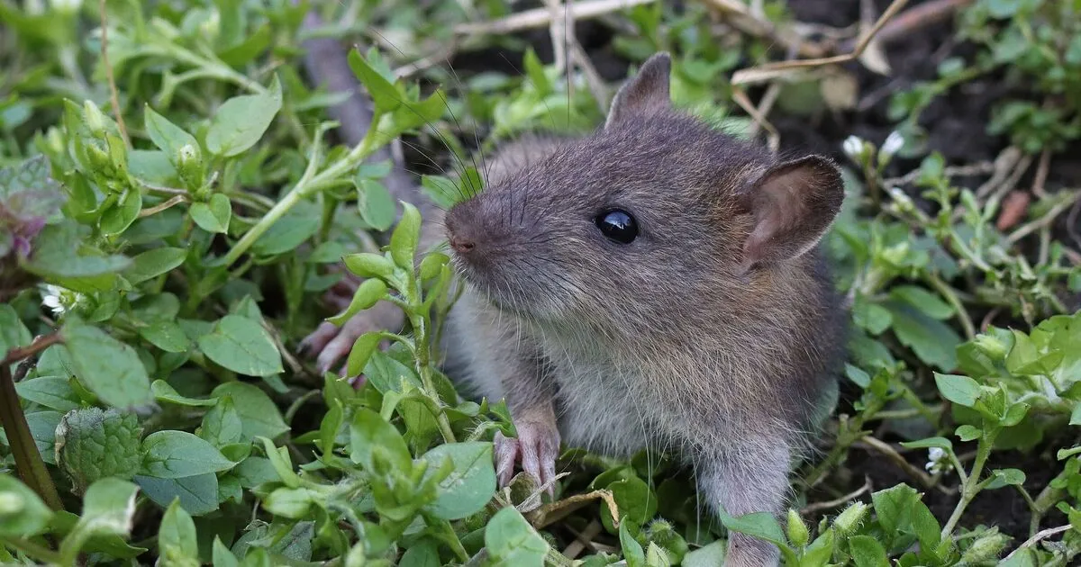 monty don — GB news