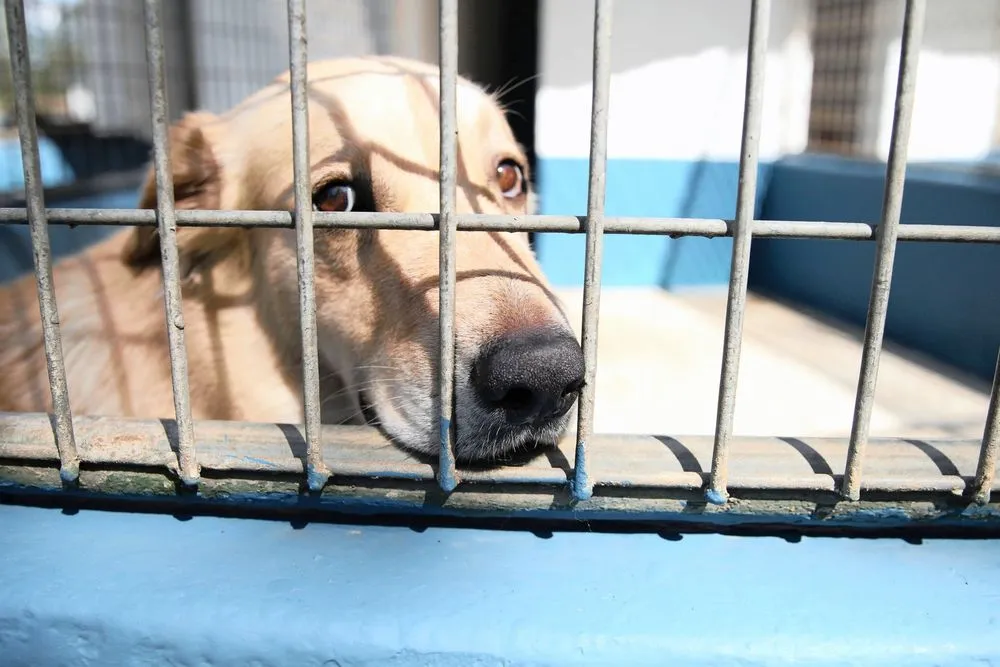 cruelty to animals — GB news